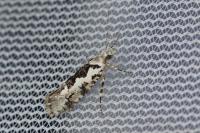 Ypsolopha sequella