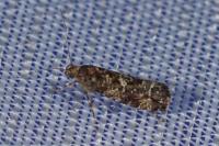 Acrolepia autumnitella