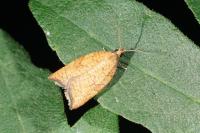 Acleris rhombana
