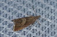 Dichrorampha acuminatana