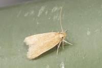 Helcystogramma rufescens