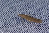 Coleophora