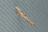 Zelleria oleastrella
