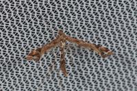 Amblyptilia acanthadactyla