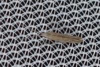 Coleophora