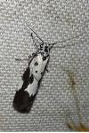Ethmia quadrillella
