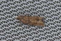Acroclita subsequana