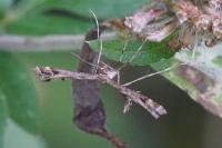 Amblyptilia acanthadactyla