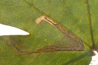 Stigmella aceris