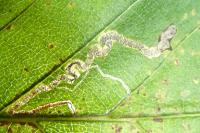 Stigmella floslactella