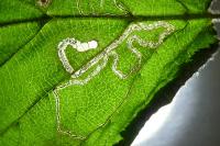 Stigmella floslactella