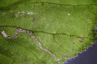 Stigmella floslactella