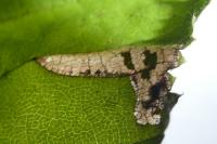 Parornix devoniella