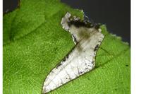 Parornix devoniella