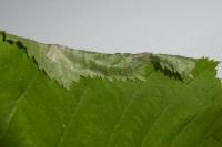 Parornix devoniella