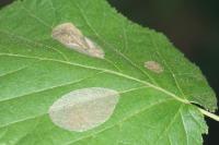 Phyllonorycter coryli