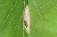 Phyllonorycter coryli
