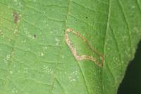 Parornix devoniella