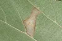 Parornix devoniella