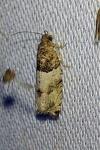 Gypsonoma aceriana
