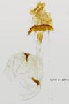 Gypsonoma aceriana