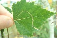Lyonetia clerkella
