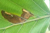 Stigmella tityrella