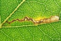 Stigmella betulicola