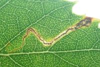 Stigmella betulicola