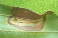 Phyllonorycter messaniella