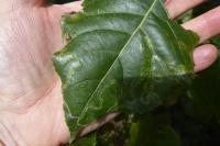 Phyllocnistis unipunctella