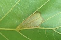 Phyllonorycter rajella