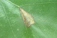 Phyllonorycter rajella