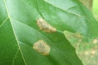 Phyllonorycter platani
