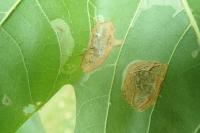 Phyllonorycter platani