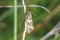 Celypha rivulana