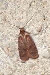 Agonopterix