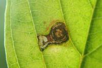Bucculatrix frangutella