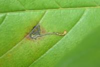Bucculatrix frangutella