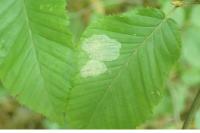 Phyllonorycter esperella
