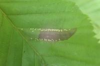 Phyllonorycter messaniella