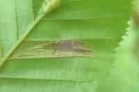 Phyllonorycter messaniella