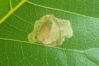 Tischeria decidua