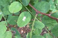 Parectopa robiniella