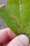 Acalyptris platani