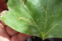Acalyptris platani