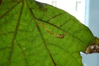 Acalyptris platani