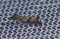 Paraswammerdamia nebulella