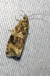 Celypha lacunana