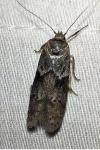 Blastobasis glandulella